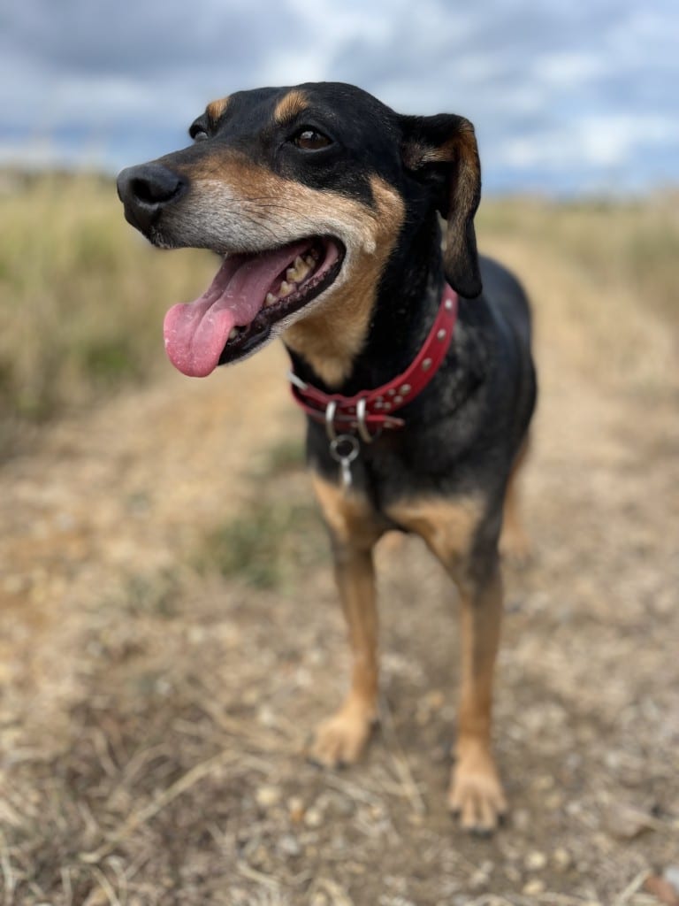 dog trainer norwich